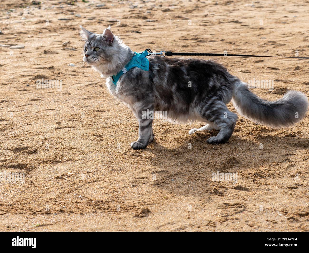 chat persan sur une laisse, marcher sur la plage Banque D'Images