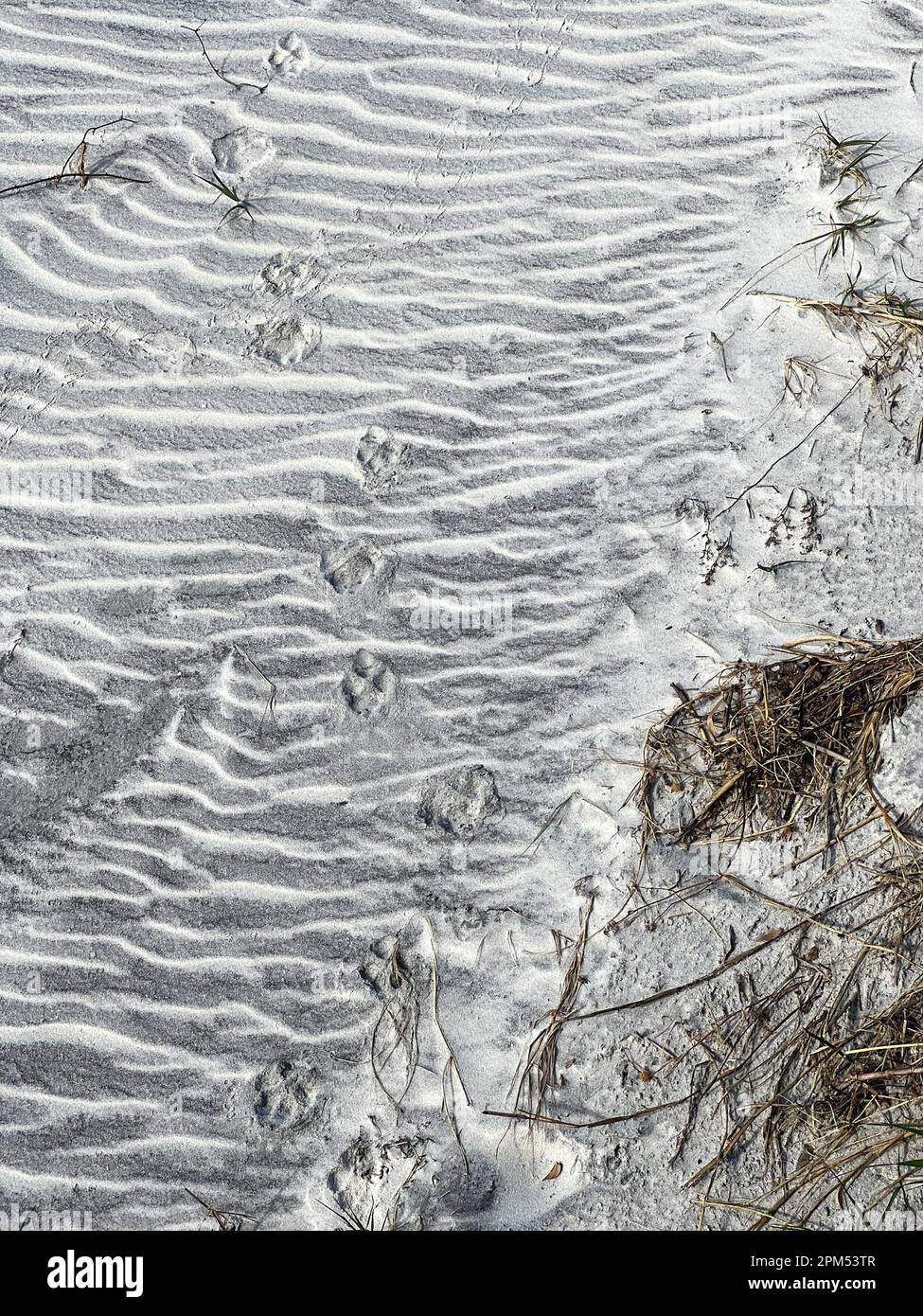 Reproductions de paw d'animaux faisant un motif dans le sable d'une plage en Floride. Banque D'Images