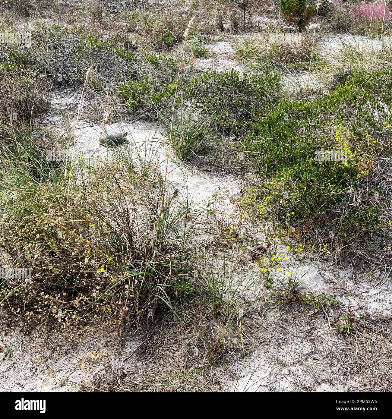 Une tortue gophée sur une plage dans un parc d'État de Floride. Banque D'Images