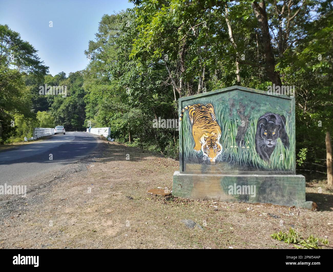 Dandeli, Karnataka, Inde -18th mai 2019 : Un tigre, Panthera tigris, et une panthère noire, version à revêtement noir de léopard, Panthera pardus, ou jaguar, Banque D'Images