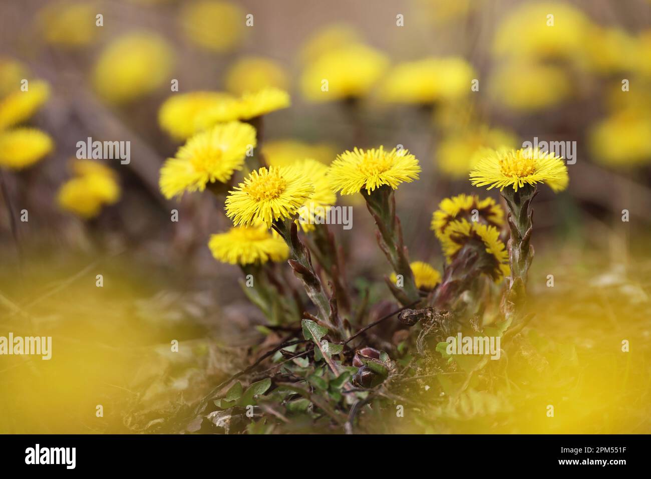 Fleur de pied-de-Coltsfoot dans la forêt printanière, accent sélectif sur les premières fleurs de la mère et de la belle-mère. Floraison de Tussilago farfara en avril Banque D'Images