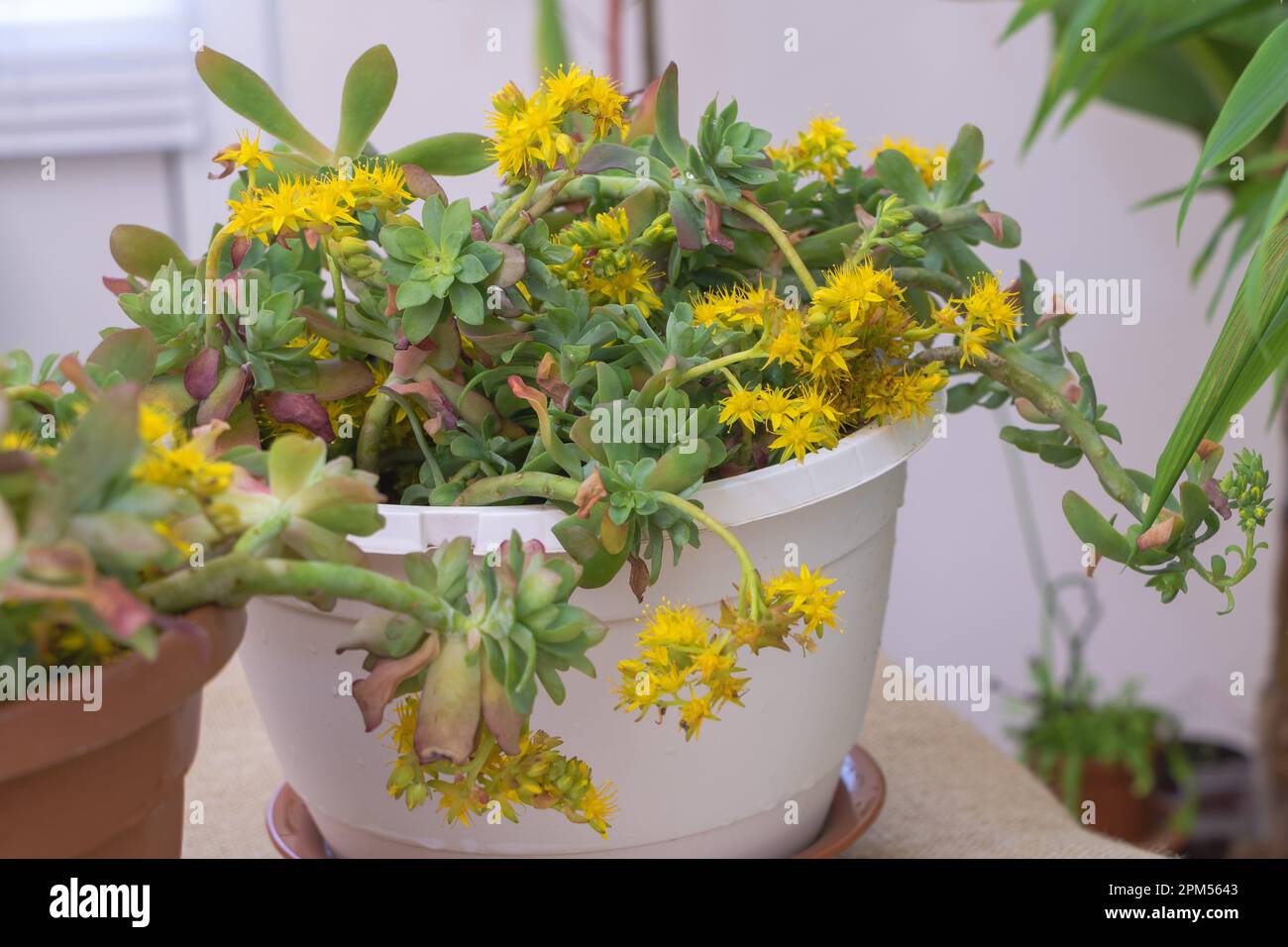 Plante succulente Sedum palmeri avec des fleurs jaunes dans un pot sur une table Banque D'Images
