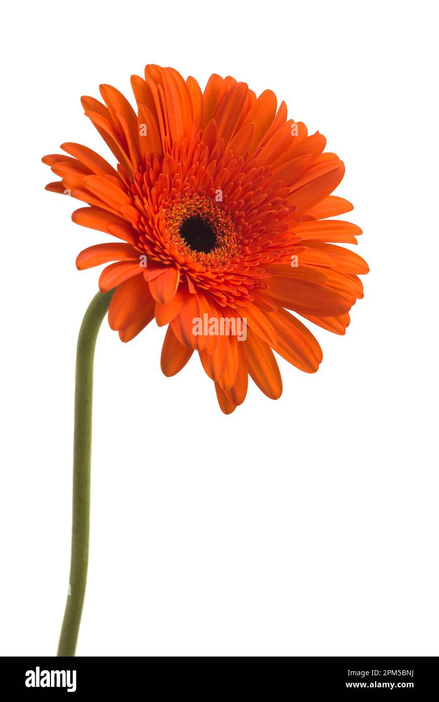 Rouge vif gerbera Marguerite fleur fleur isoler sur fond blanc Banque D'Images