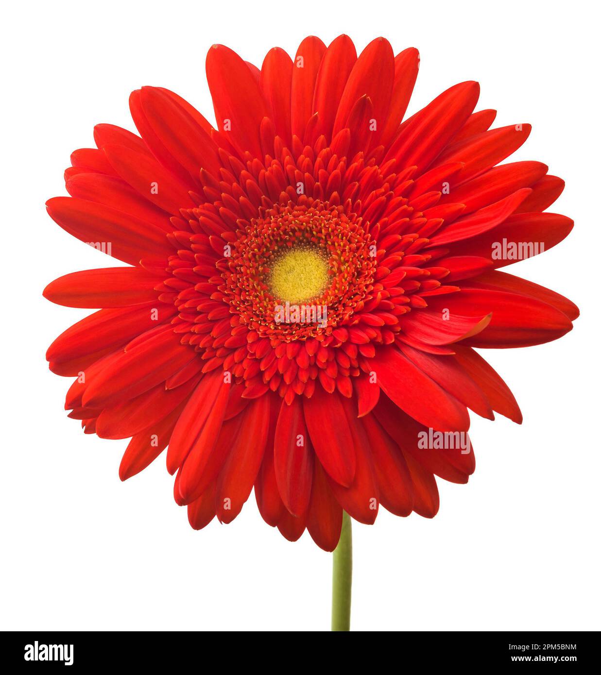 Rouge vif gerbera Marguerite fleur fleur isoler sur fond blanc Banque D'Images