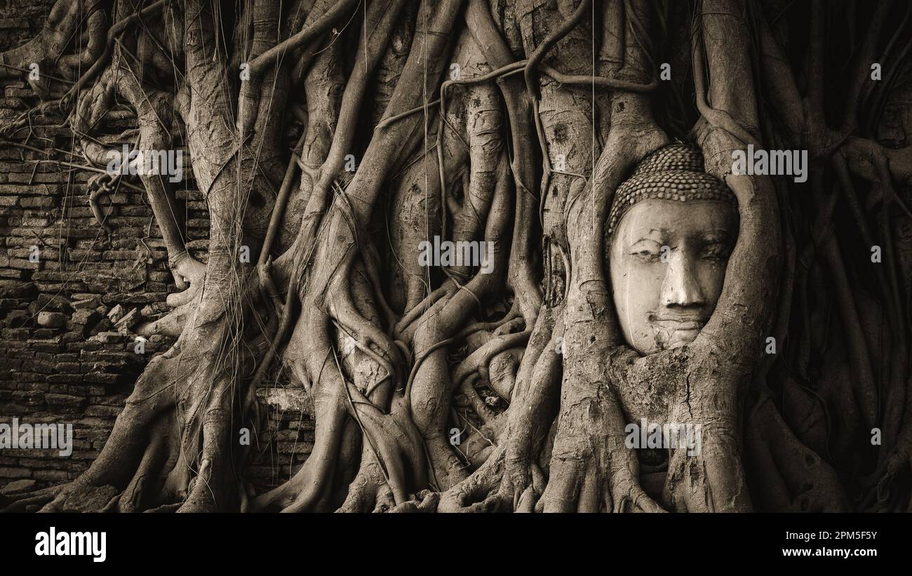 Bouddha se rend dans les racines des arbres banyan au temple Wat Mahathe dans le parc historique d'Ayutthaya, en Thaïlande. Banque D'Images