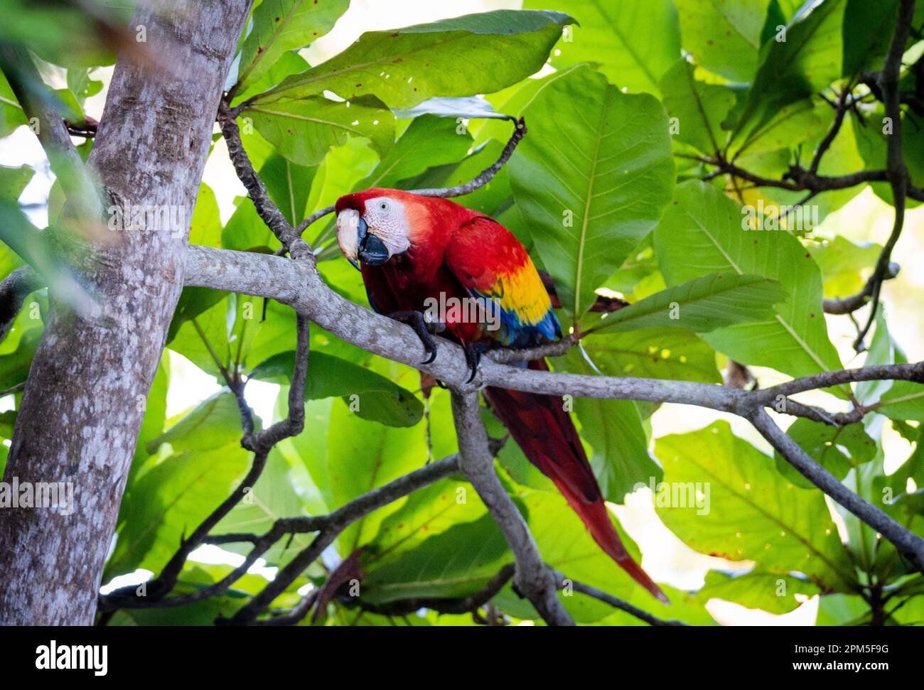 La macarque de l'écarlate est assise sur une branche d'arbre dans la jungle du Costa Rica. Banque D'Images