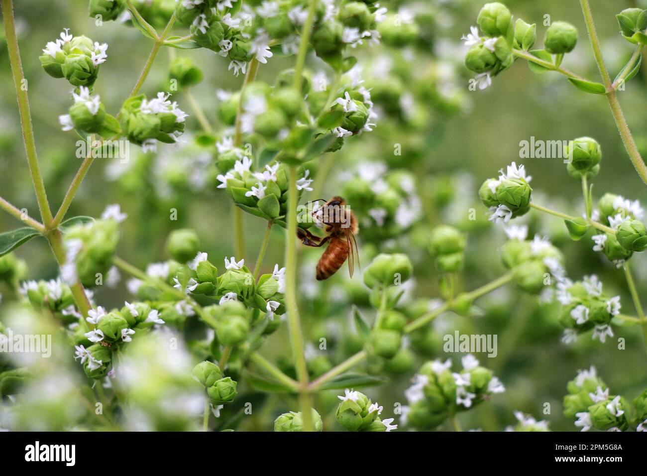 Abeille sur l'origan en fleurs Banque D'Images