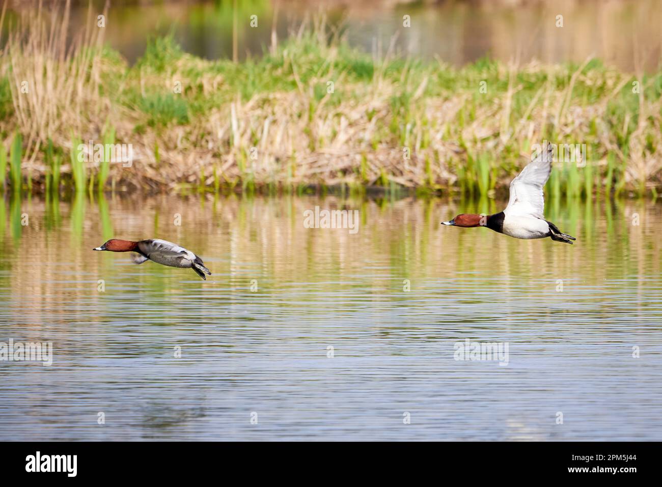 Le verger commun en vol (Aythya ferina). Oiseaux en vol Banque D'Images