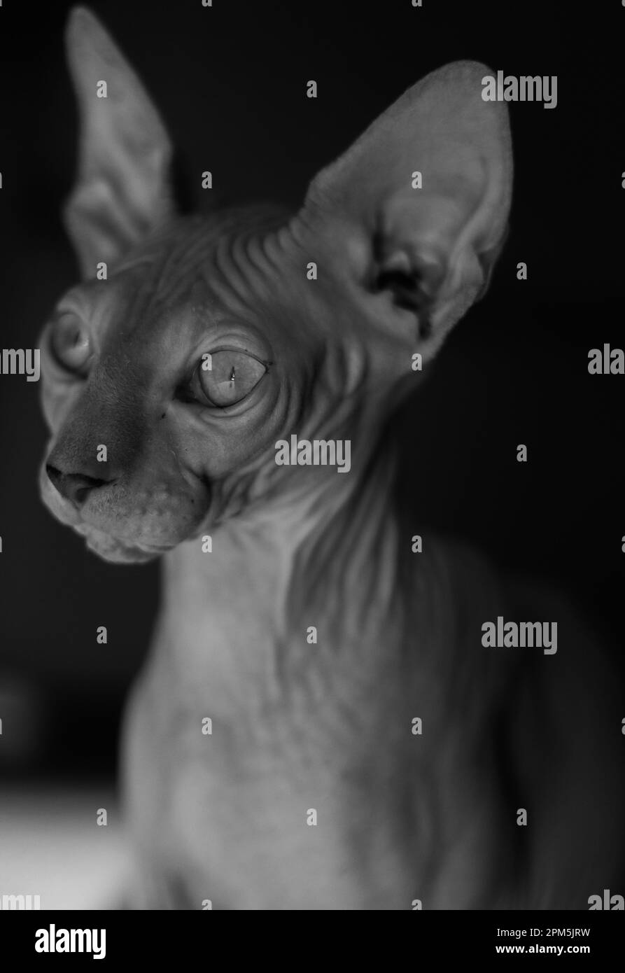 Un élégant chat sans cheveux en noir et blanc. Banque D'Images