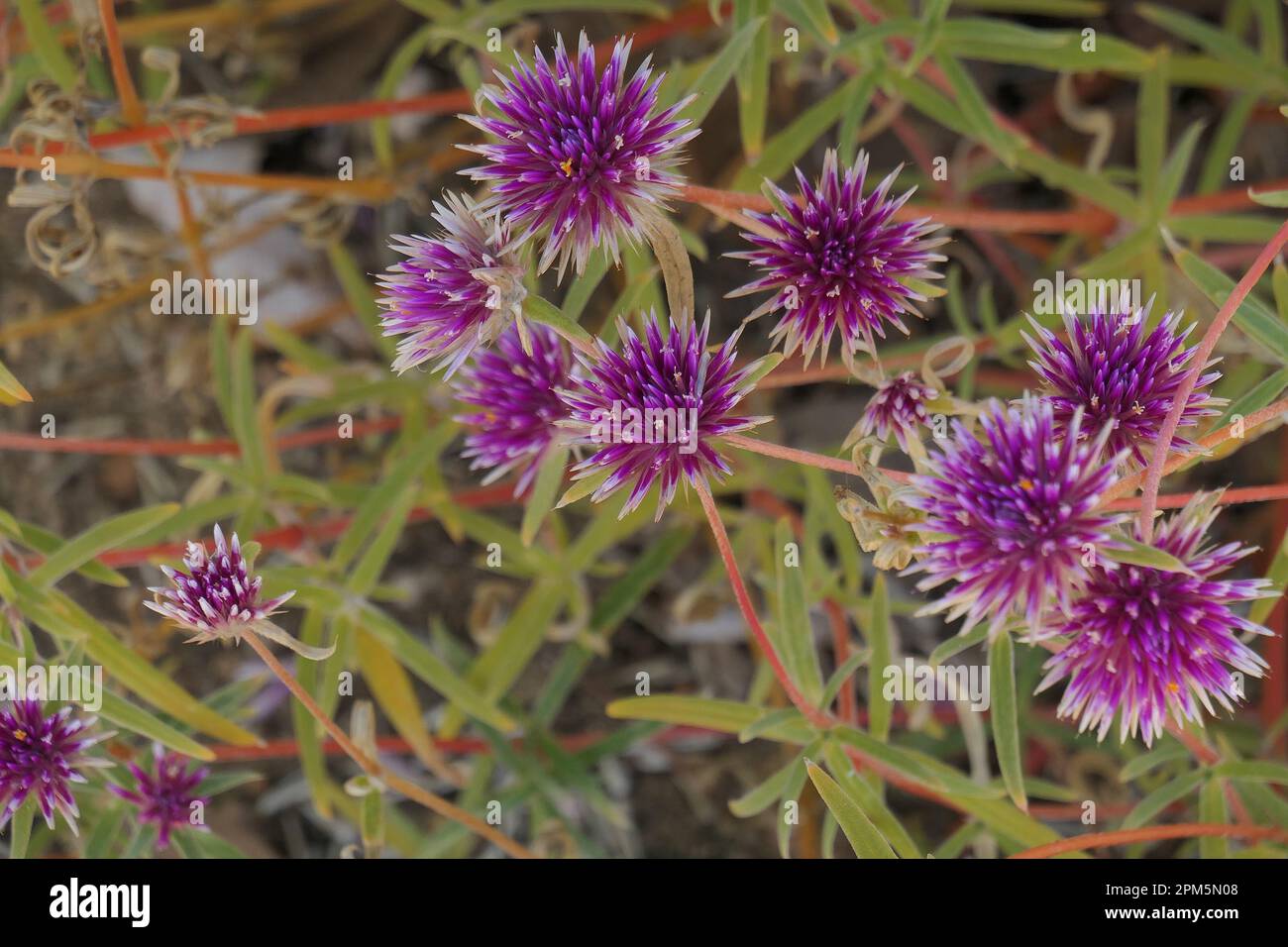 Gros plan de la plante indigène de l'Ouest australien à fleur rouge pourpre Gomphrena canescens. Banque D'Images