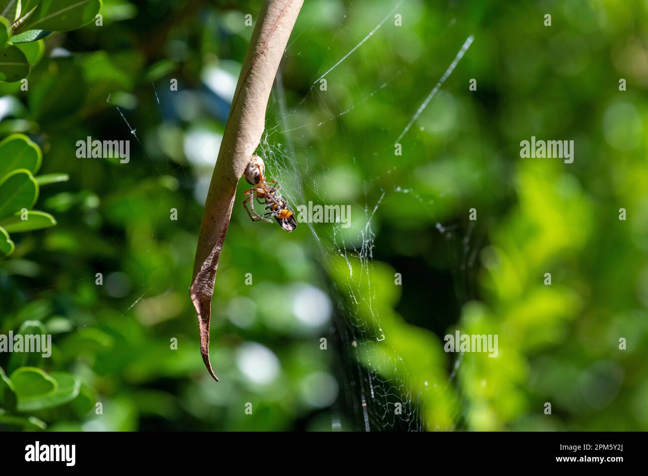 L'araignée-curling à feuilles (Phonognatha graeffei) attrape des proies dans le Web à Sydney, Nouvelle-Galles du Sud, Australie. (Photo de Tara Chand Malhotra) Banque D'Images