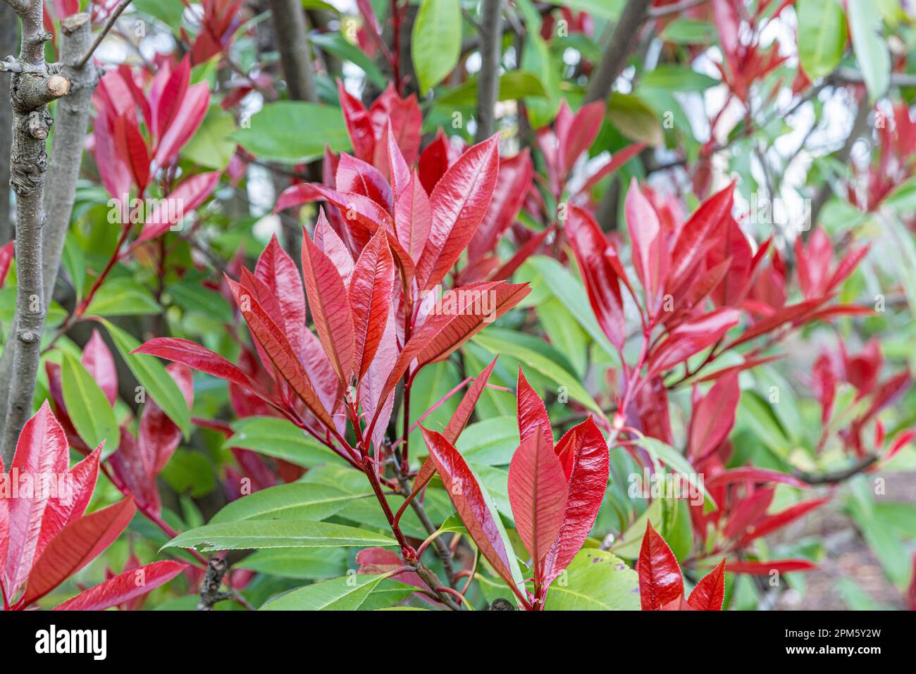 Croustillant rose Photinia. Nom latin : Photinia serratifolia Pink Crispy. Jeunes arbres au sommet de feuilles de Photinia serratifolia, Nouveau sommet doux rouge et vert dedans Banque D'Images