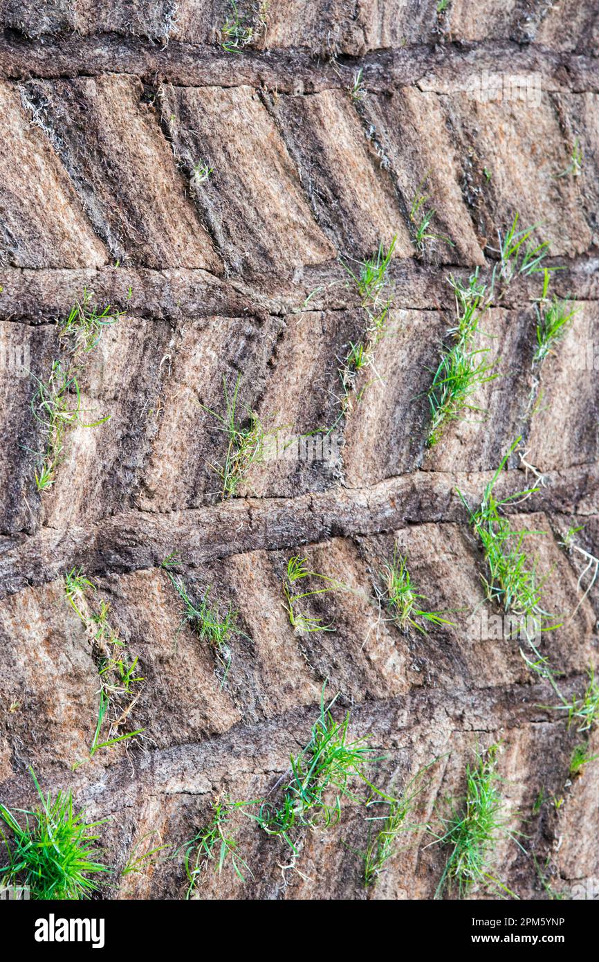 Motif naturel avec sol et herbe. Islande Banque D'Images