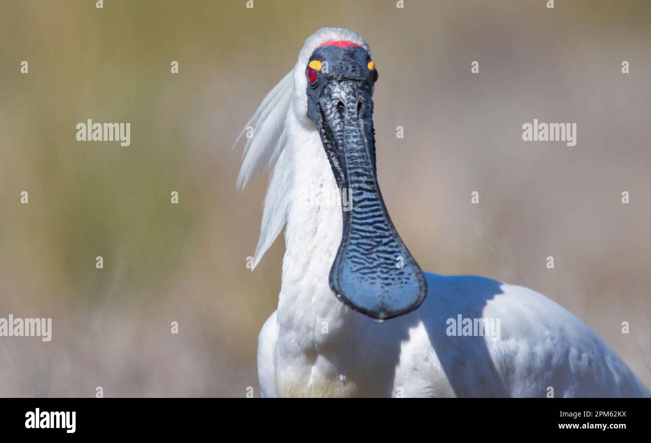 Royal Spoonbill, Platalea regia, mâle dans le plumage d'accouplement de l'outback Queensland Australie marécage avec fond d'herbe Banque D'Images