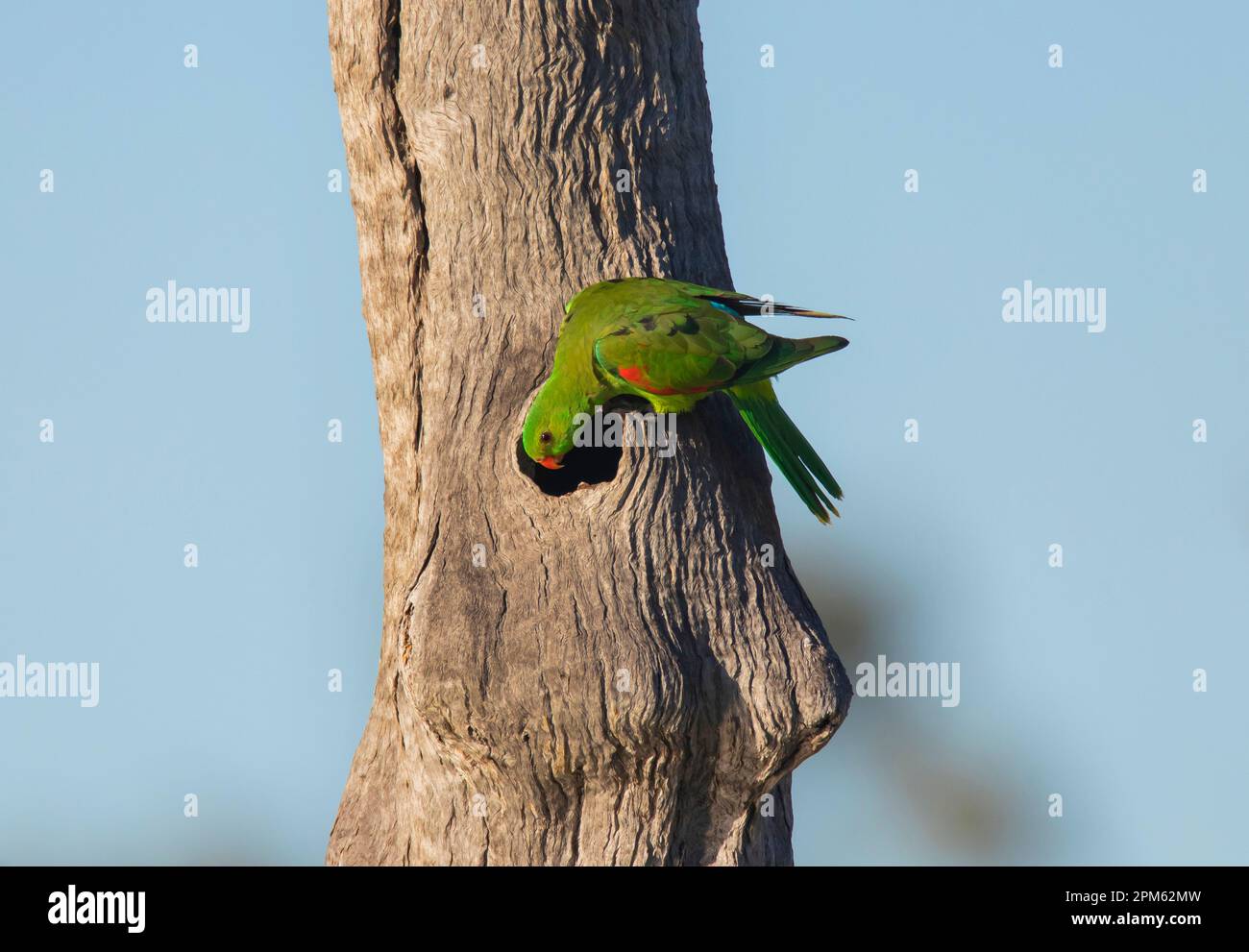 Perroquet ailé rouge, Apromsmictus erythropterus regardant dans son nid dans un tronc d'arbre creux. Banque D'Images