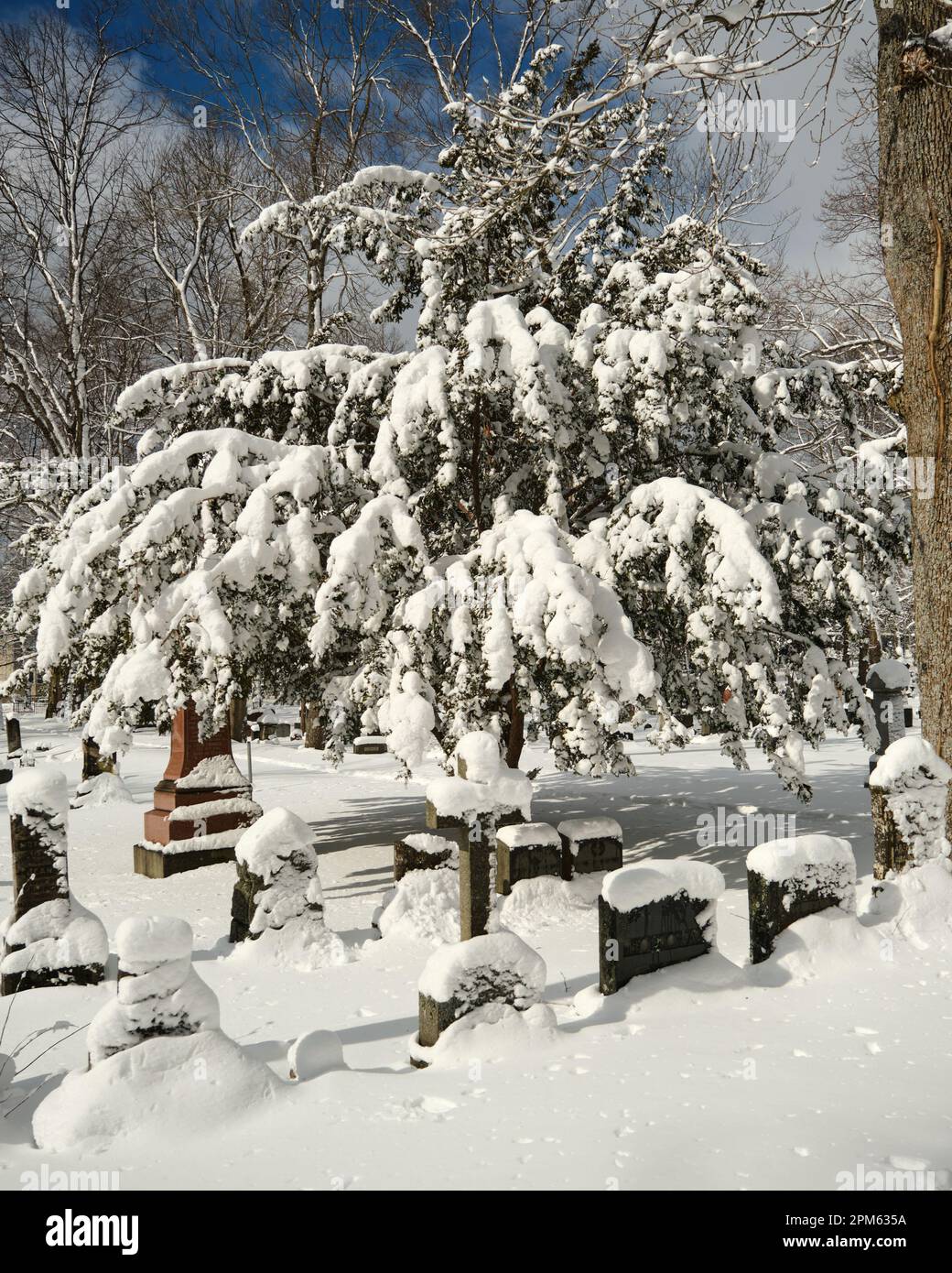 Arbre et pierres tombales dans une vieille neige de cimetière couverte à la suite d'une tempête Banque D'Images