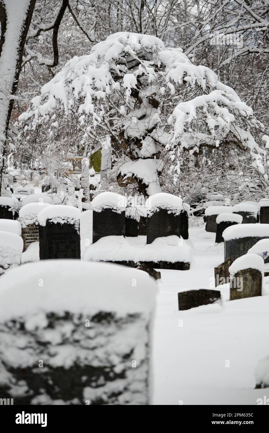 Arbre et pierres tombales dans une vieille neige de cimetière couverte à la suite d'une tempête Banque D'Images