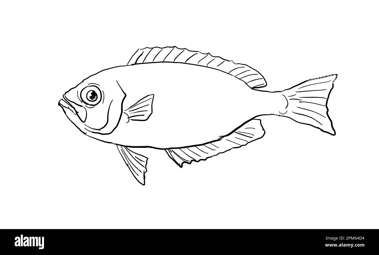 Dessin d'une ligne de style caricaturé d'un oeil bigote hawaïen Priacanthus meeki ou ula lau un poisson endémique à Hawaï et archipel hawaïen arrière isolé Banque D'Images