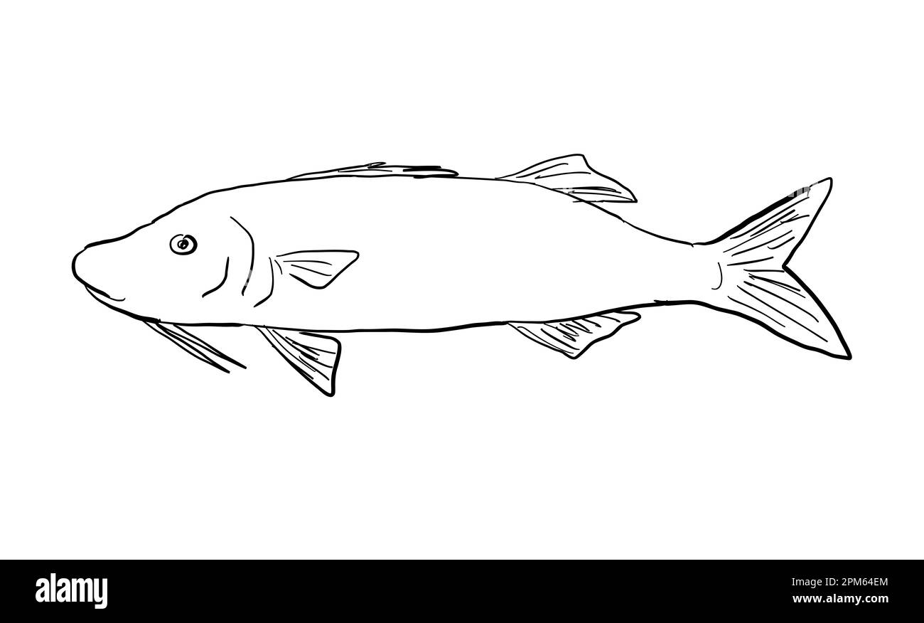 Dessin de style caricaturier d'un Moana kali Paruceneus cyclostomus ou d'un goiatfis à selle d'or, un poisson endémique à Hawaï et à l'archipel hawaïen isolé Banque D'Images