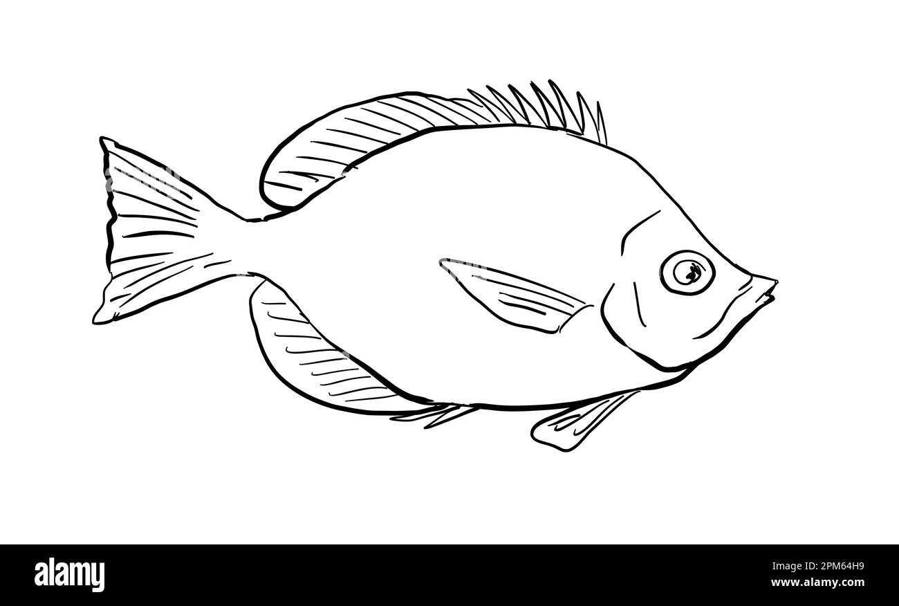 Dessin de style caricaturé d'un butterflyfish de thompson de Hemitaurichthys un poisson endémique à Hawaï et à l'archipel hawaïen sur un fond isolé Banque D'Images