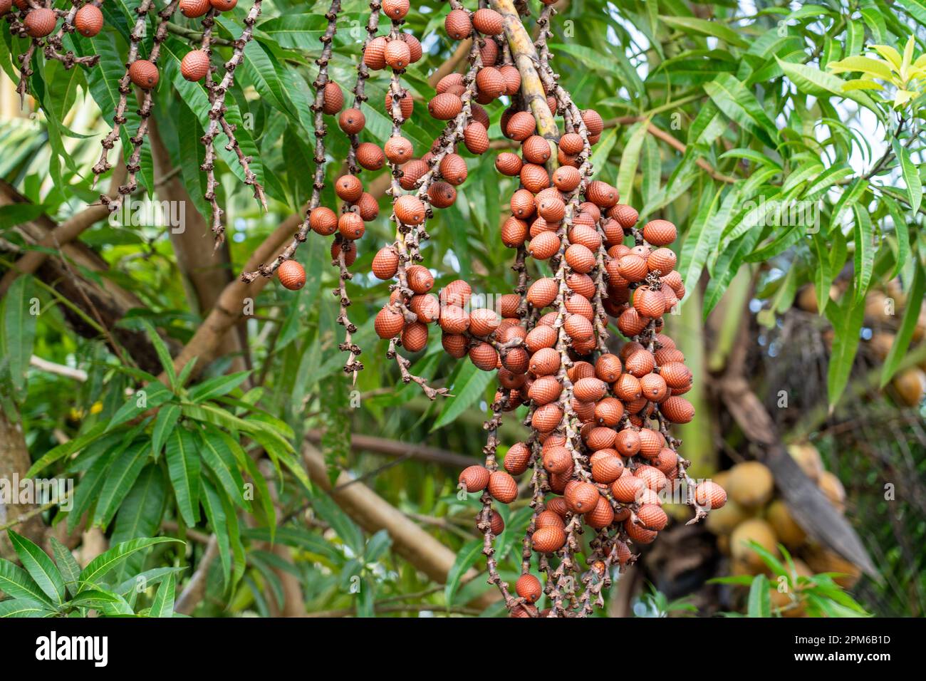 Le fruit Aguaje (Mauritia flexuosa) est largement cultivé dans le bassin de l'Amazone péruvienne Banque D'Images