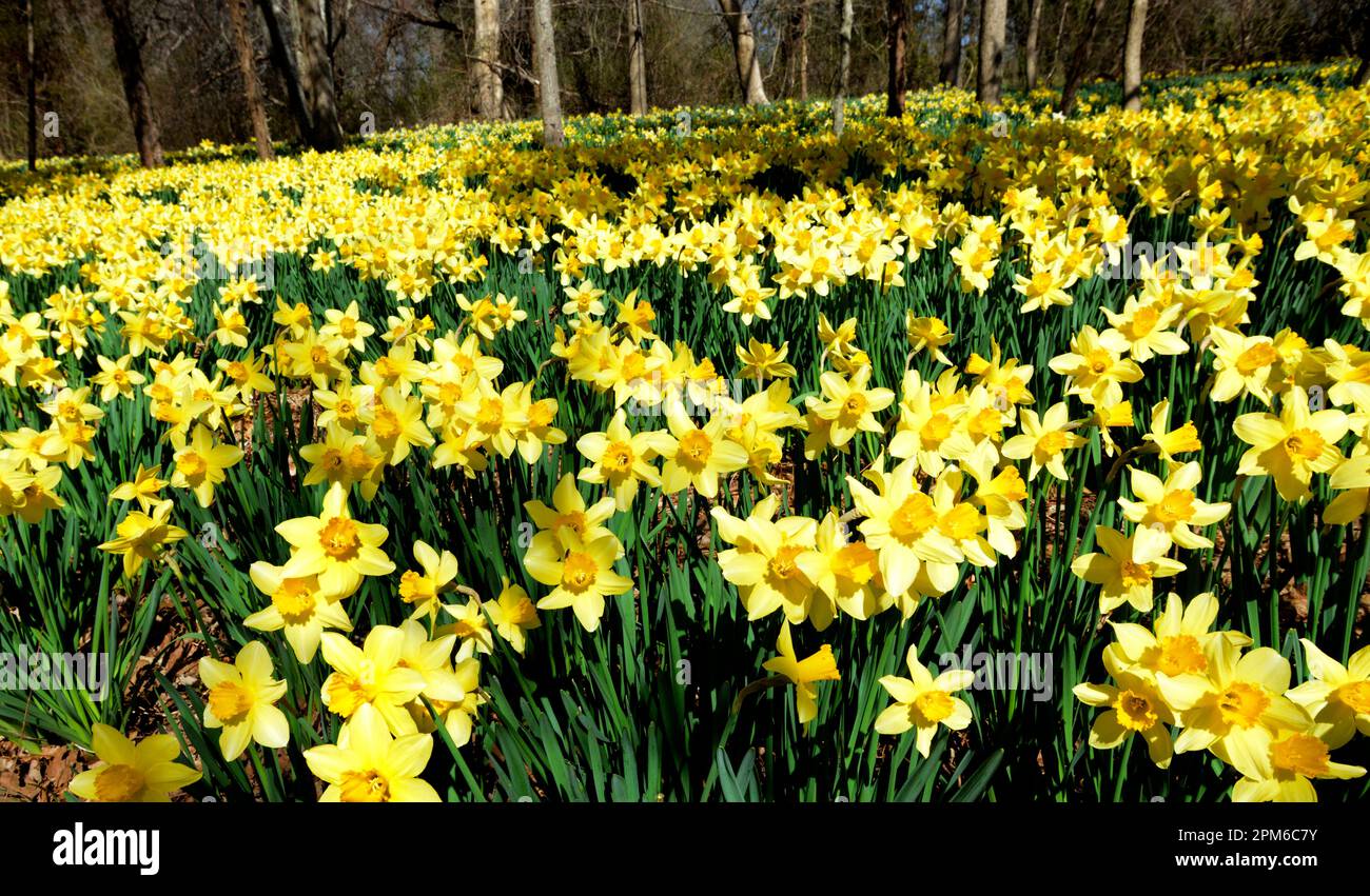 Un champ de jonquilles au champ de Parsons dans le sud de Dartmouth Ma USA photo par Bill belknap Banque D'Images