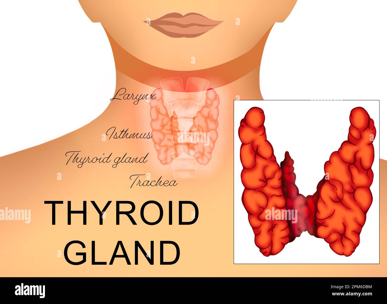 Illustration de la glande thyroïde humaine sur fond blanc Banque D'Images