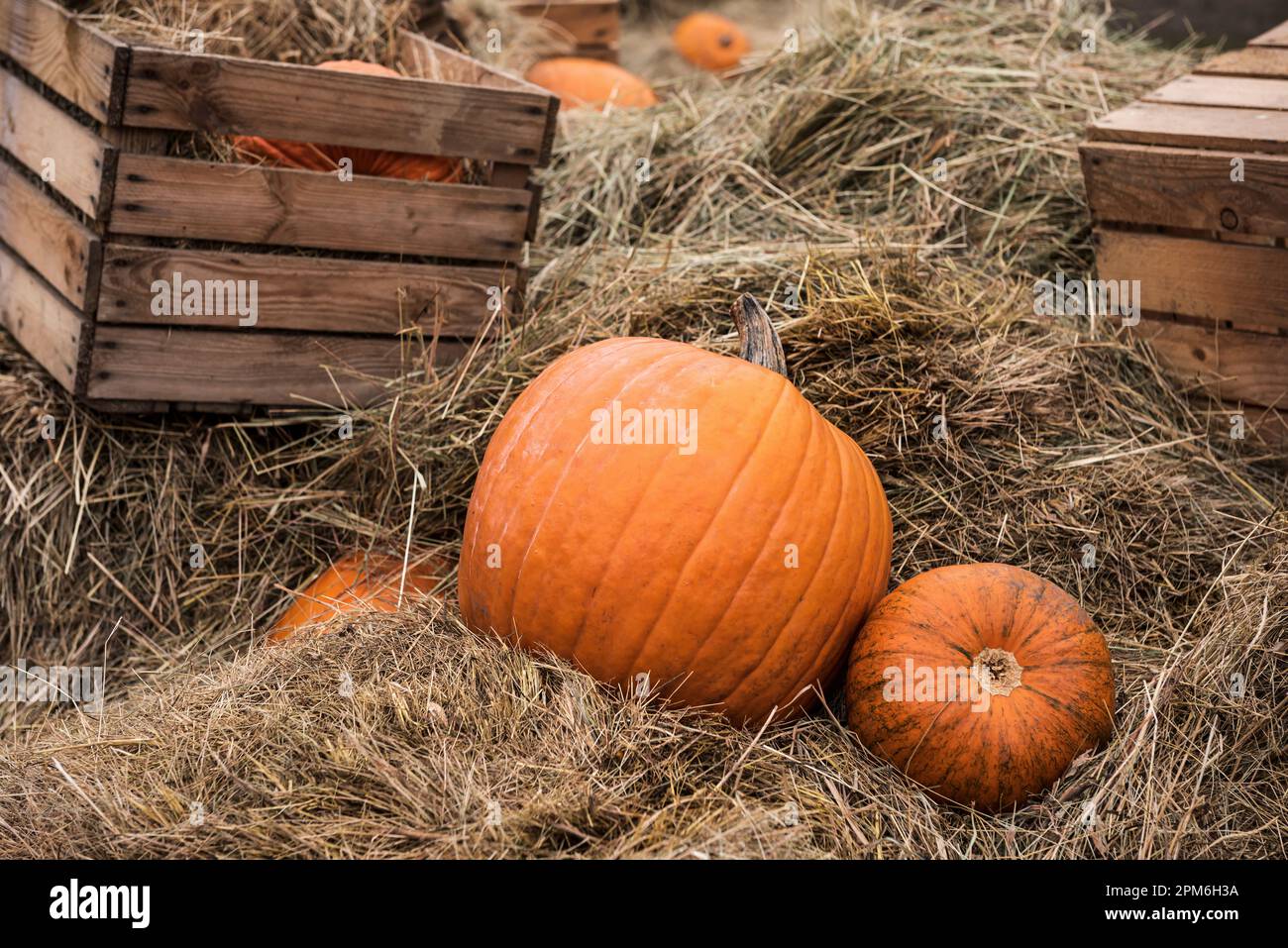 Citrouilles et caisses en bois sur le foin Banque D'Images