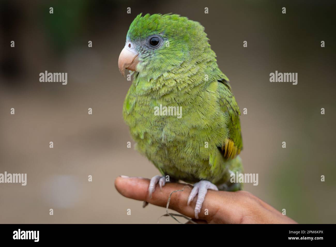 Les perroquets Amazon sont principalement verts et sont très prisés pour leurs capacités de conversation Banque D'Images