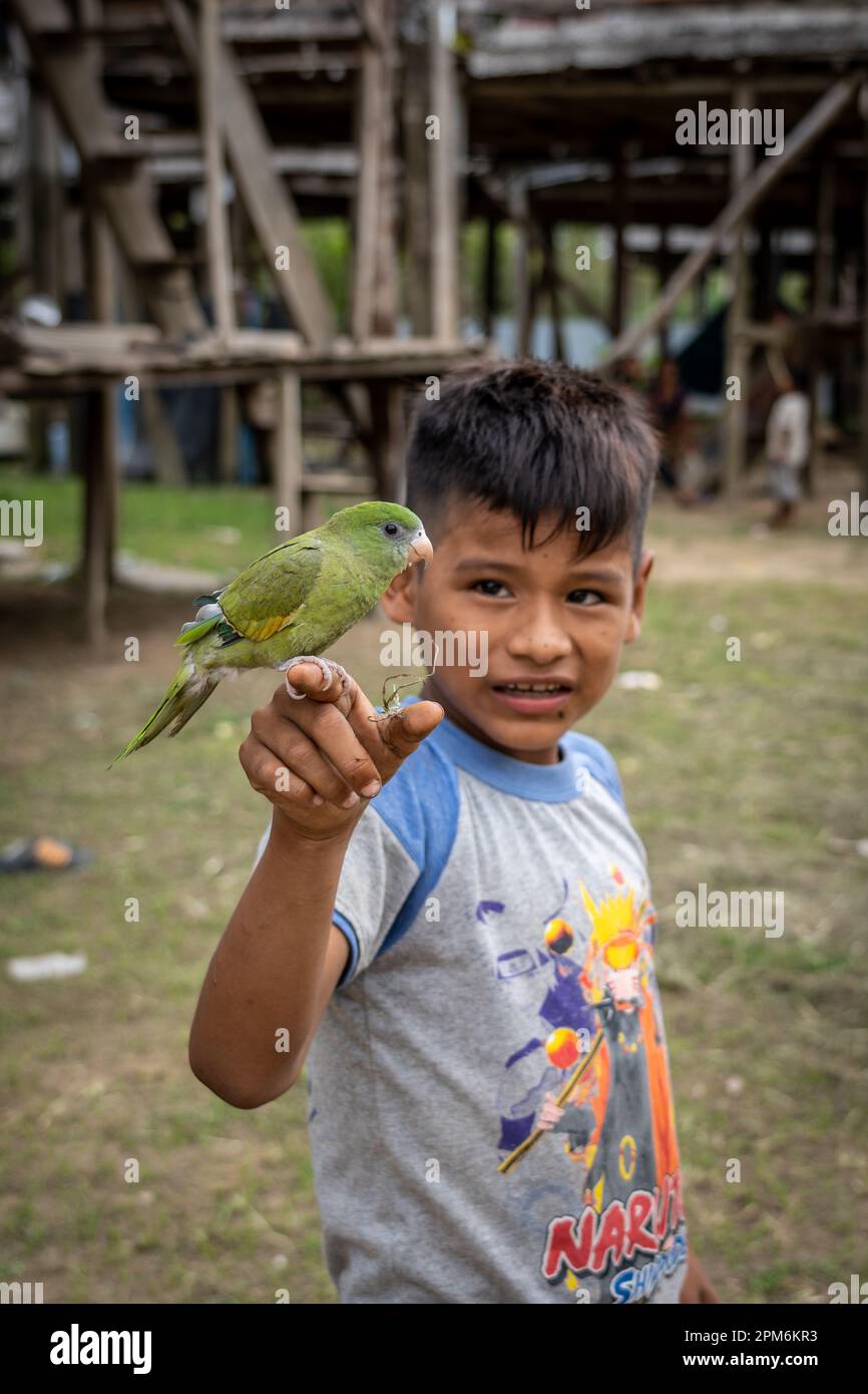 Un perroquet sauvage perche sur la main d'un jeune garçon à Belen, Pérou Banque D'Images