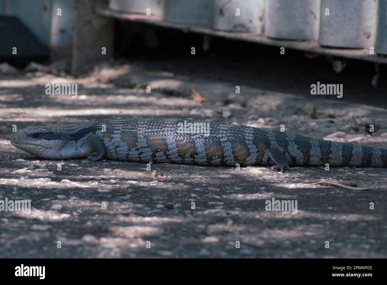 Petit joli lézard à languette bleue. Banque D'Images