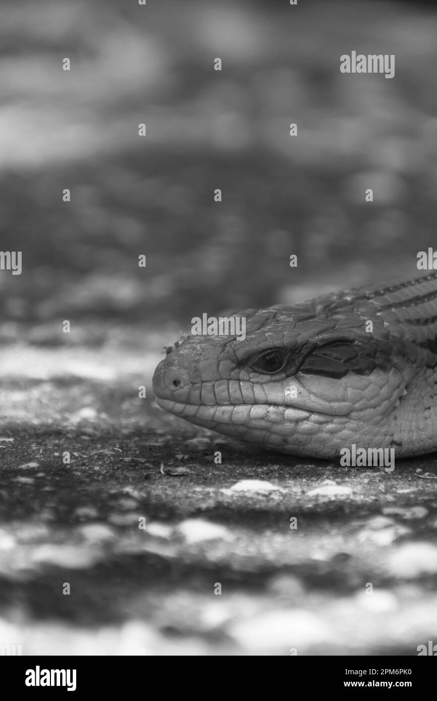 Petit joli lézard à languette bleue. Banque D'Images