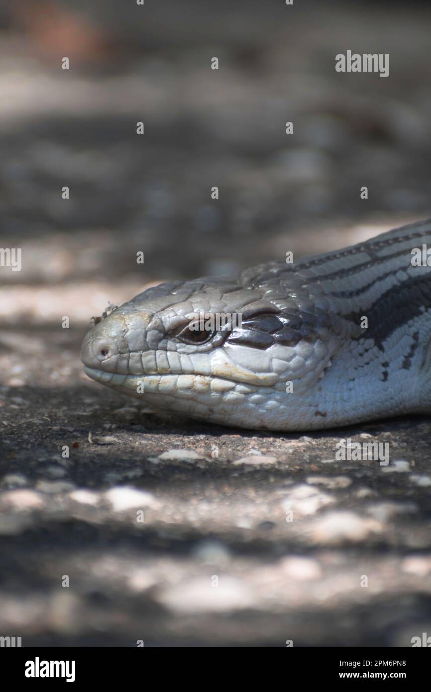 Petit joli lézard à languette bleue. Banque D'Images