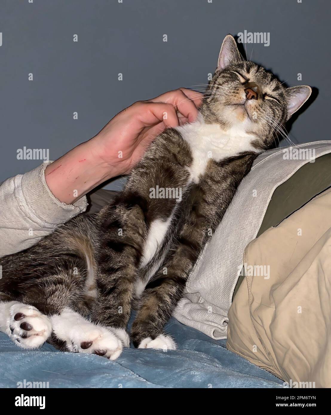 Happy Tabby chat se raye de son cou par un homme blanc couché dans un sweat-shirt et des kaki, avec des marques de chat-scratch sur son poignet. Animaux amusants. Banque D'Images