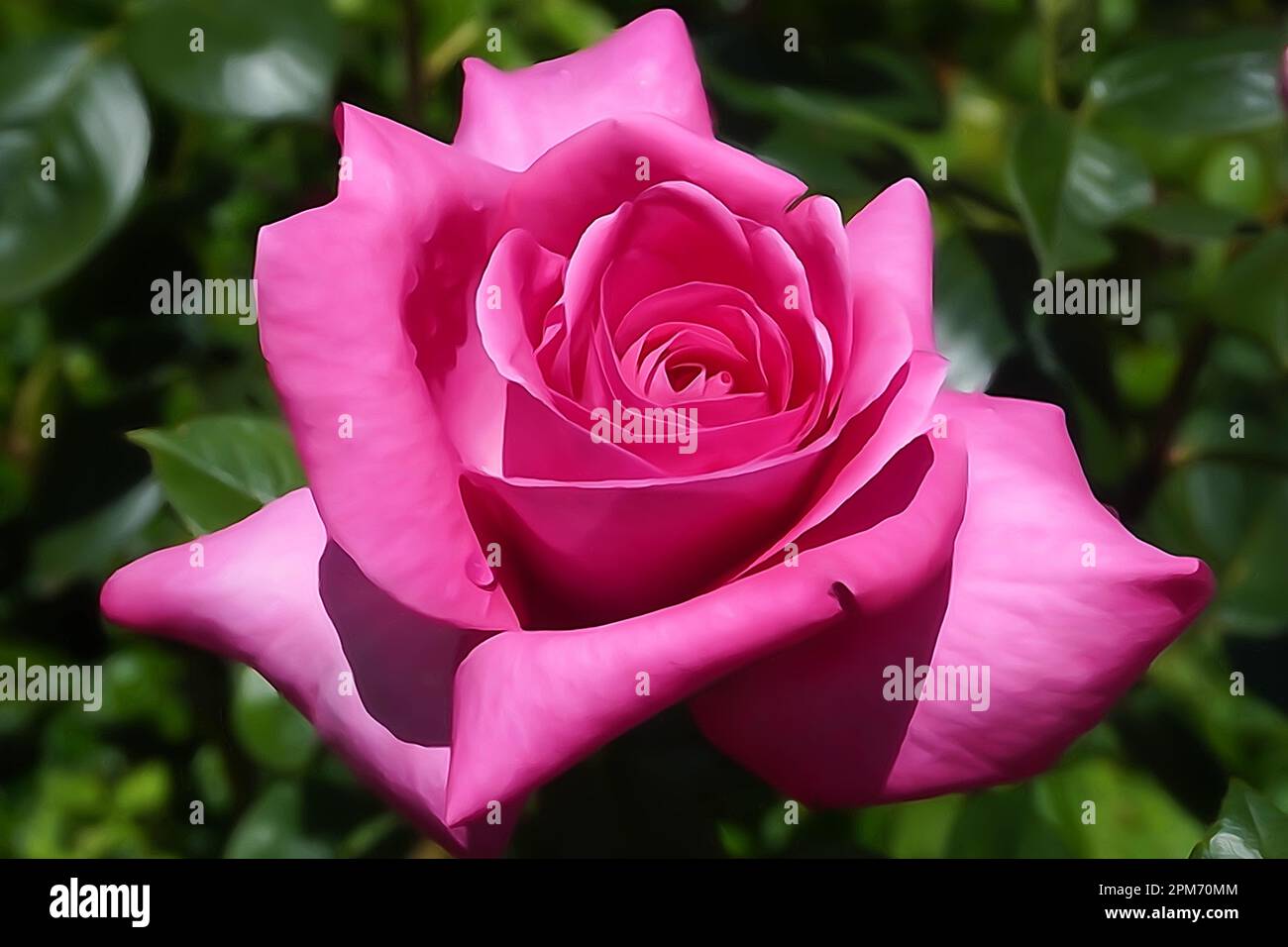 Gros plan à l'intérieur de l'appareil photo Aquarelle d'une rose Banque D'Images