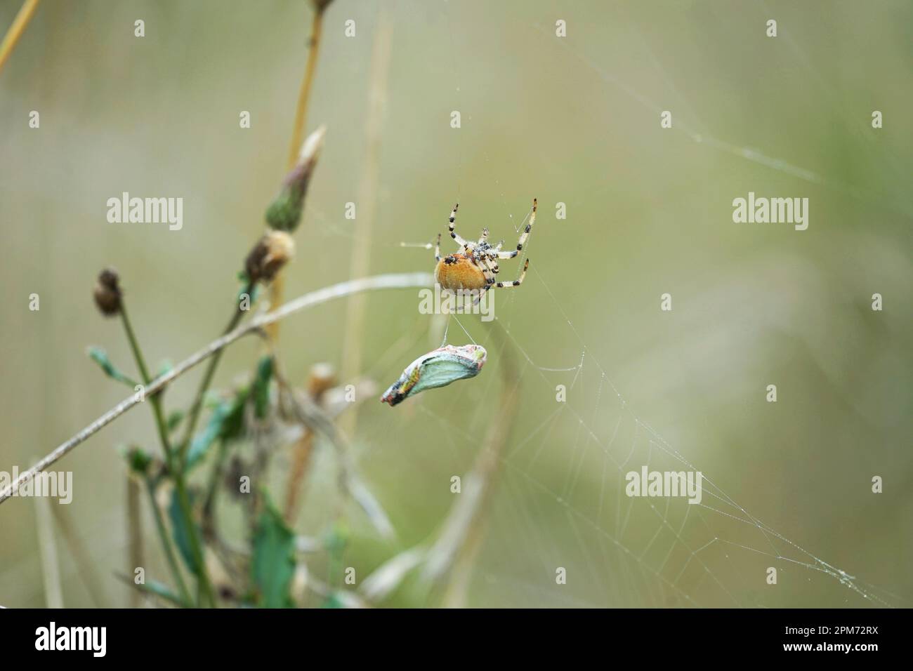 L'araignée attrape et enveloppe la trémie d'herbe dans la toile, saut en sautant Spinne fängt Grashüpfer im Netz und wickelt ihe ein. Banque D'Images