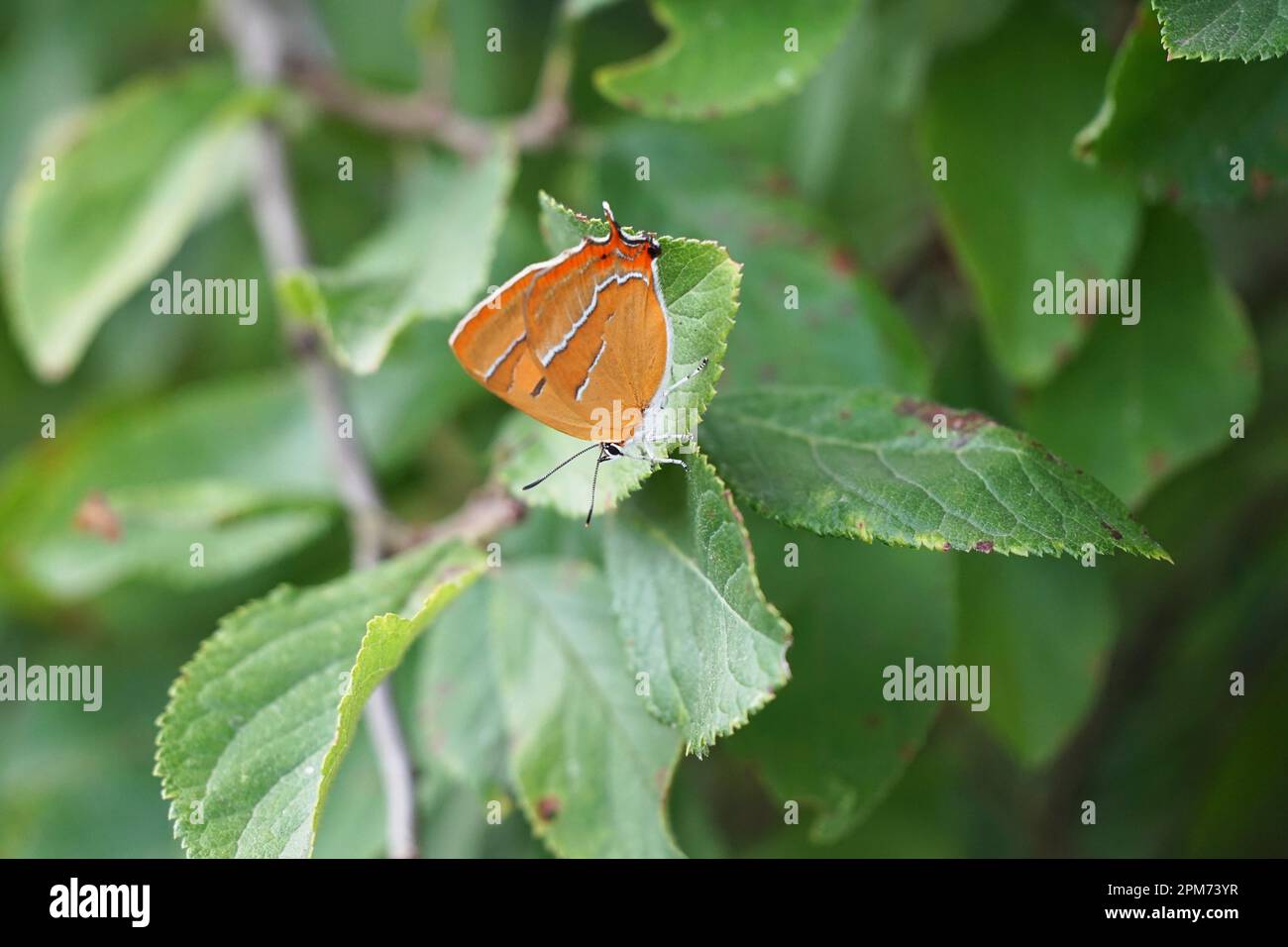 Papillon sur une belle fleur dans un pré par temps ensoleillé, Schmetterling sonniger Tag Insekt insecte Banque D'Images