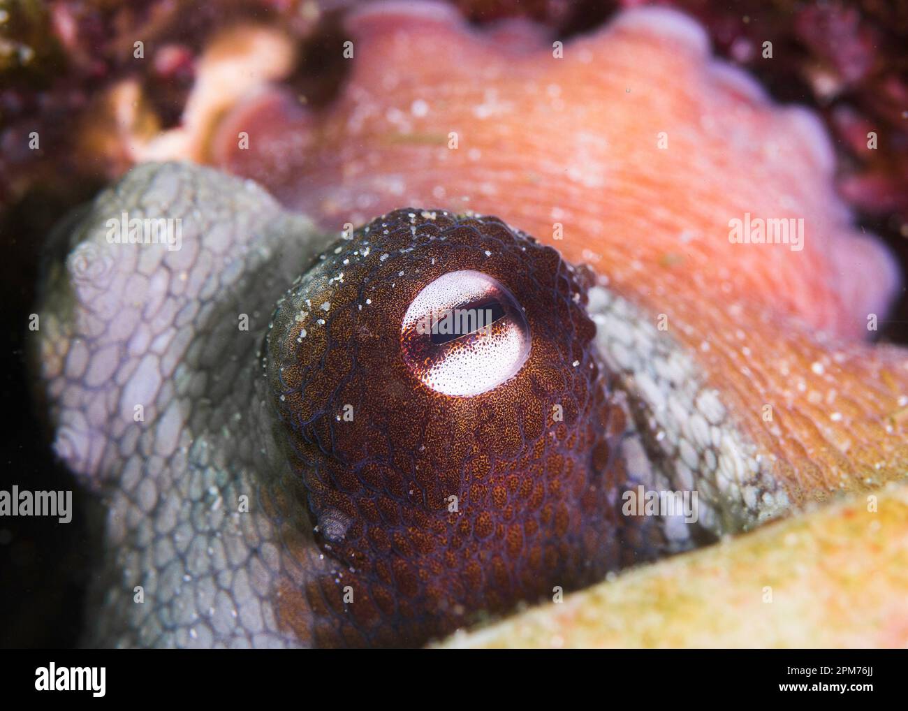 Photo macro d'un œil d'Octopus commun (Octopus vulgaris) Banque D'Images