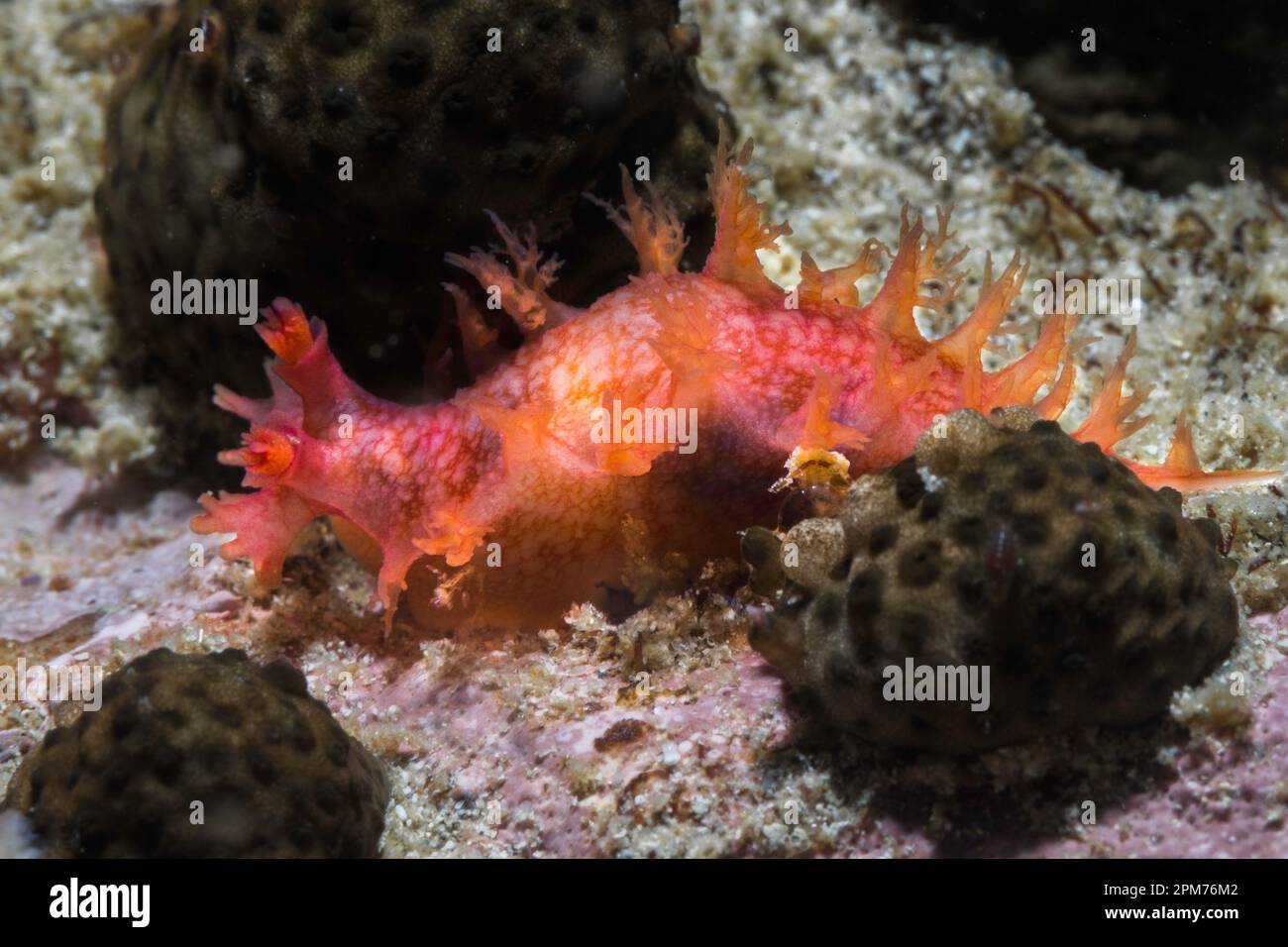 Pinceau nudibrante (Tritonia sp. 2) corps orange de couleur vive avec franges de petites branchies Banque D'Images