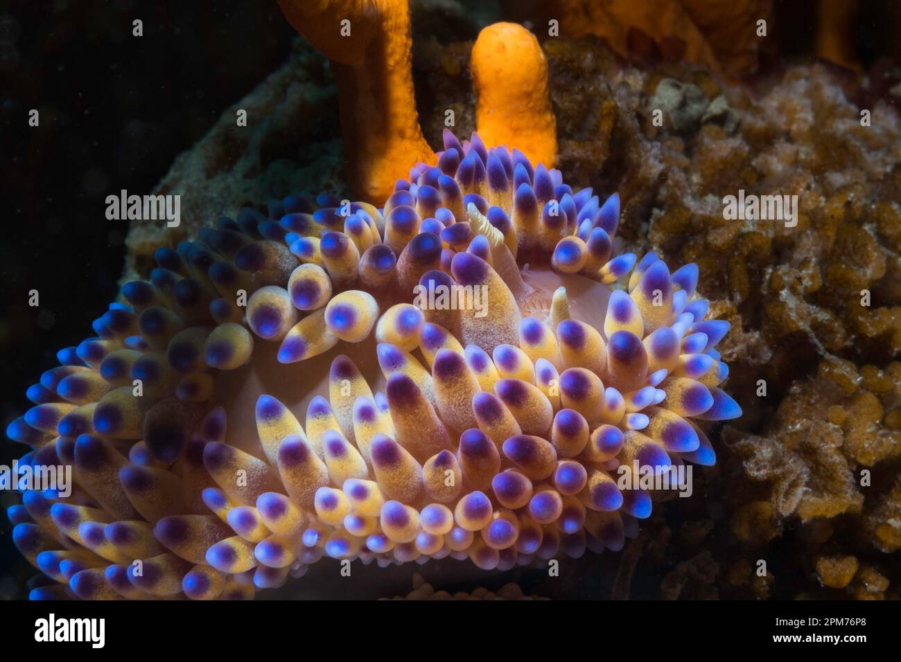 La branche nudibrante à flamme de gaz (Bonisa nakaza) se ferme d'au-dessus de la limace de mer de son corps crème et de cerata avec des bouts bleu-violet Banque D'Images