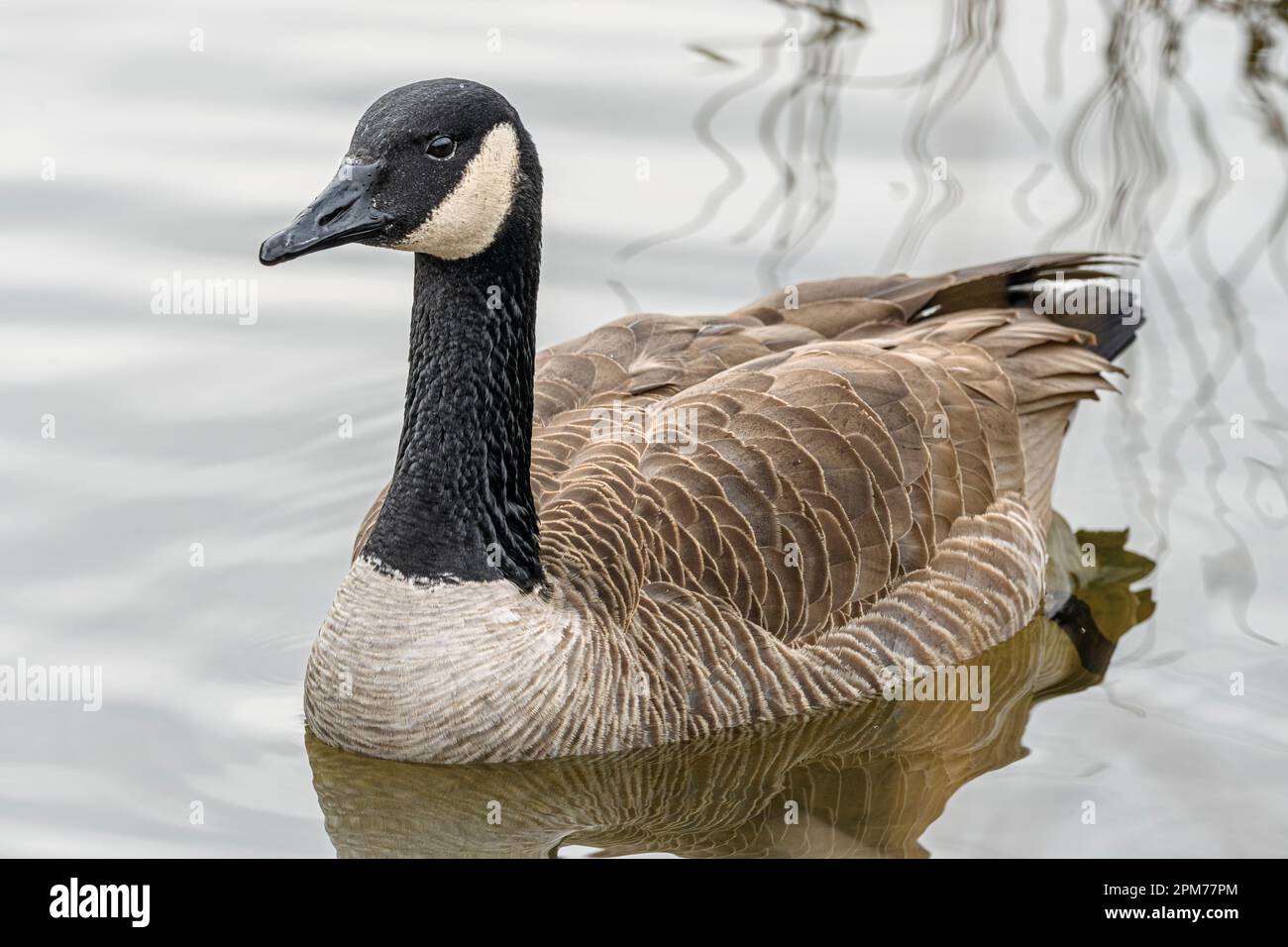 Canada Oies, Branta canadensis, parc régional de Burnaby Lake, Burnaby (Colombie-Britannique), Canada Banque D'Images