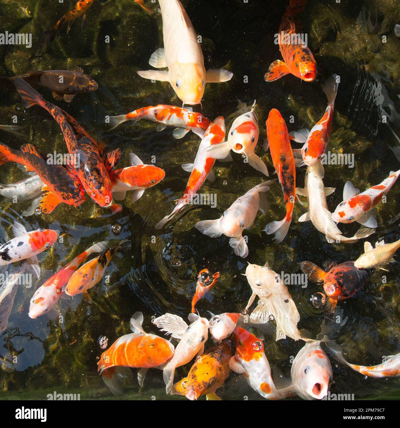 Temps d'alimentation pour le poisson rouge dans un étang - photo prise d'en haut Banque D'Images