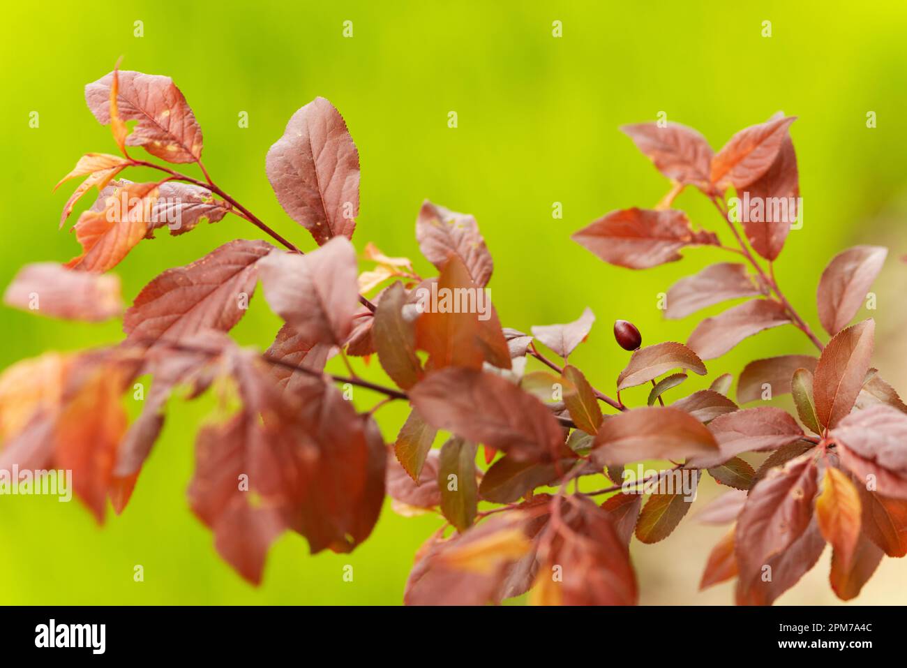 italie, Lombardie, Cherry Plum ou Myrobalan Plum fruit, Prunus cerasifera Banque D'Images