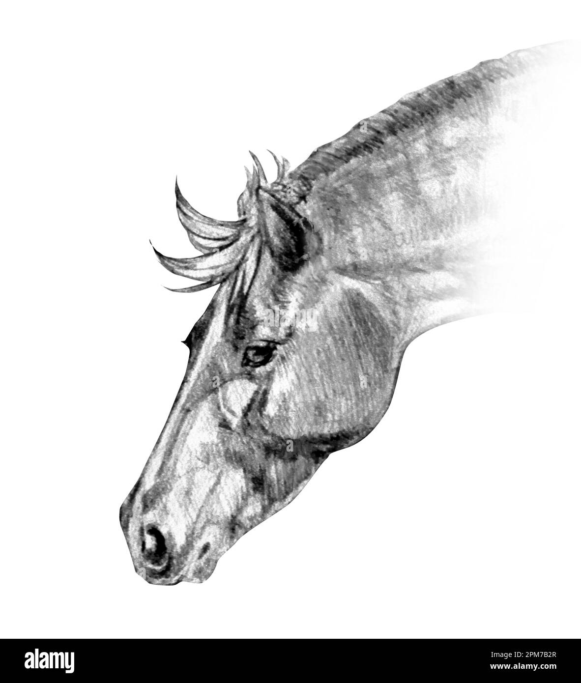Illustration graphique réaliste d'un portrait de cheval en noir et gris isolé sur fond blanc. Fait à la main. Dessin au crayon. Banque D'Images