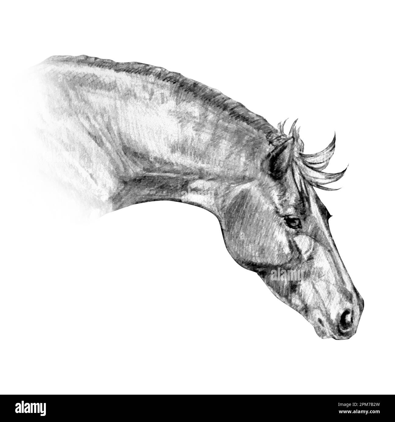Illustration graphique réaliste d'un portrait de cheval en noir et gris isolé sur fond blanc. Fait à la main. Dessin au crayon. Banque D'Images