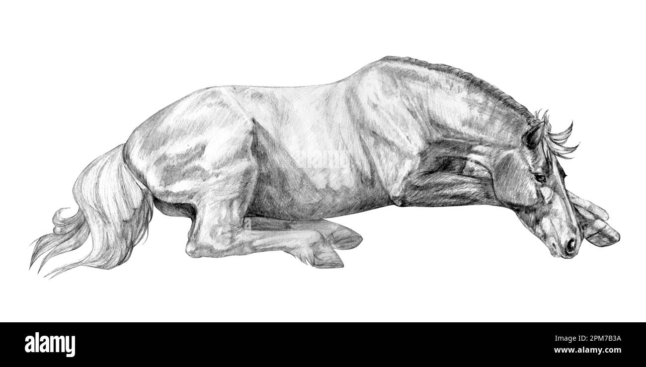 Illustration graphique réaliste d'un cheval couché en noir et gris isolé sur fond blanc. Fait à la main. Dessin au crayon. Banque D'Images