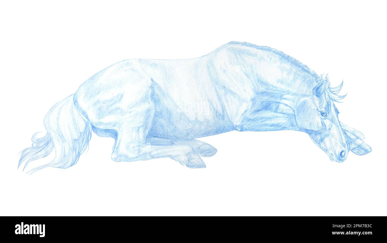 Illustration graphique réaliste d'un cheval couché de couleur bleue isolé sur fond blanc. Fait à la main. Dessin au crayon. Banque D'Images