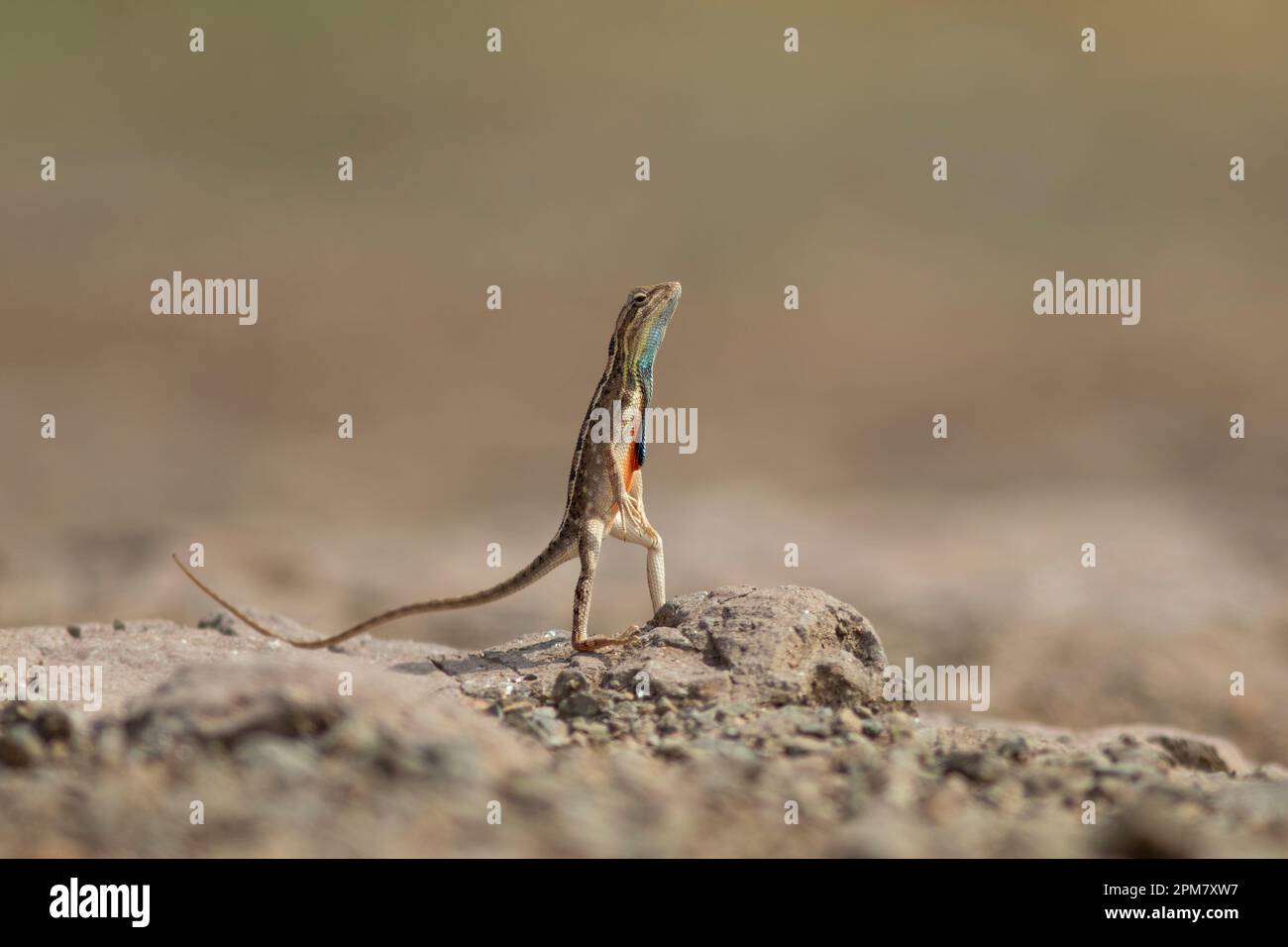 Des images COMIQUES montrent comment un lézard passionné a mené une impressionnante exposition de vaisseau judiciaire avant de gagner son amant avec un hug ludique. Banque D'Images