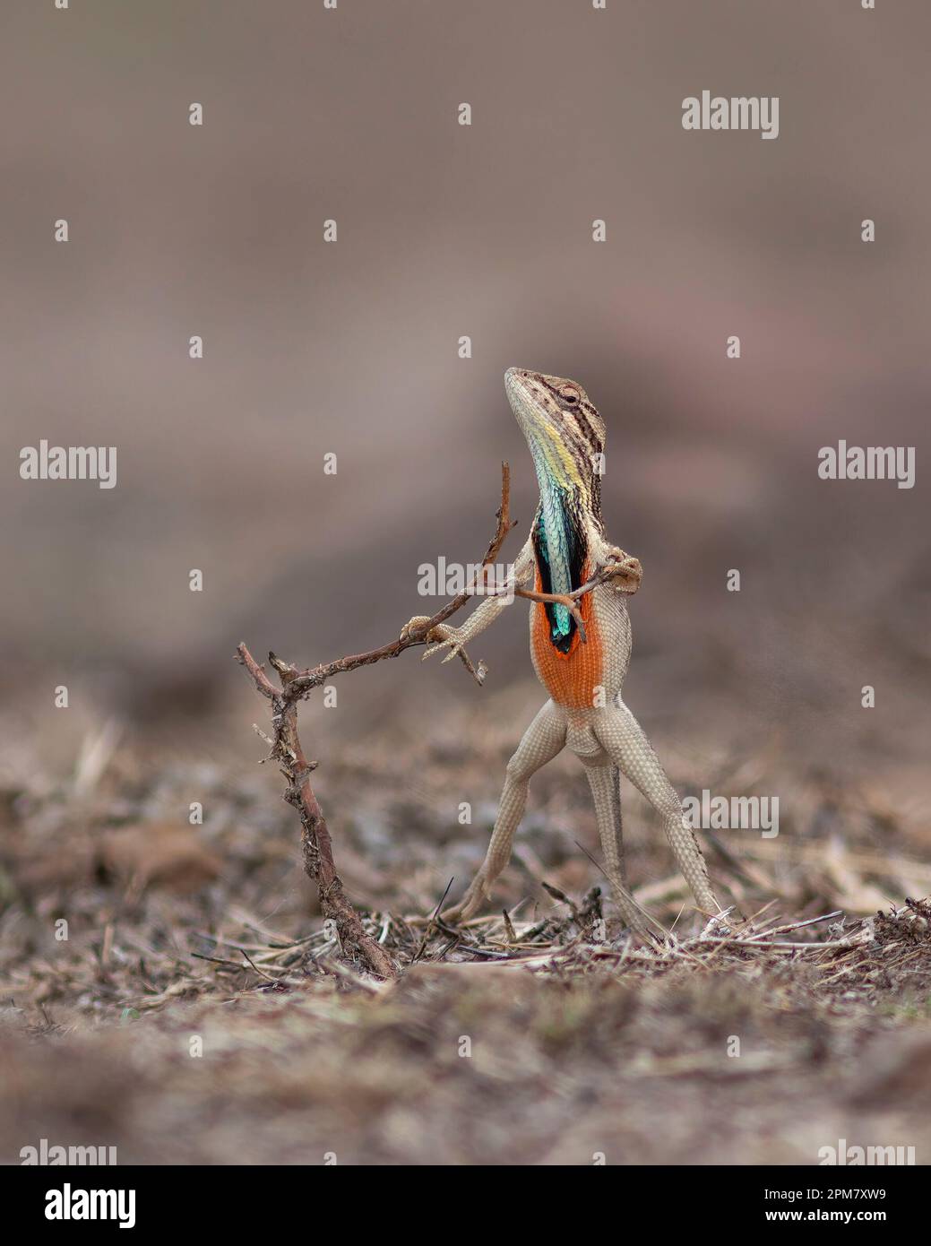 Des images COMIQUES montrent comment un lézard passionné a mené une impressionnante exposition de vaisseau judiciaire avant de gagner son amant avec un hug ludique. Banque D'Images