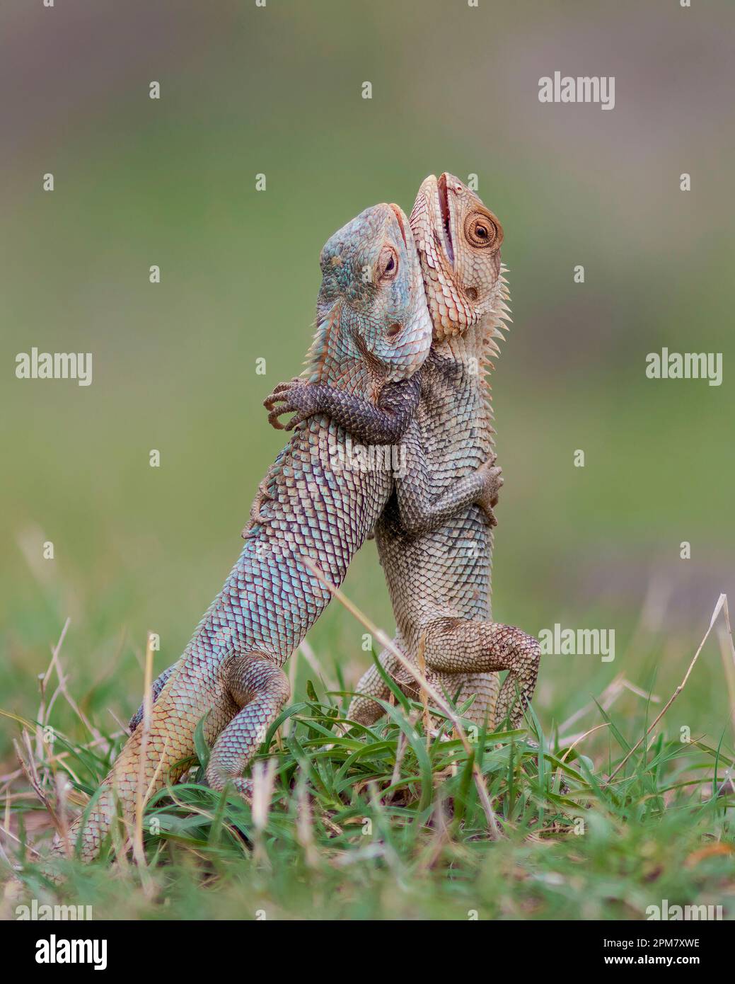 Des images COMIQUES montrent comment un lézard passionné a mené une impressionnante exposition de vaisseau judiciaire avant de gagner son amant avec un hug ludique. Banque D'Images